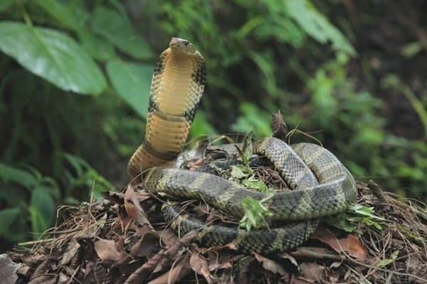 শঙ্খচূড় King Cobra