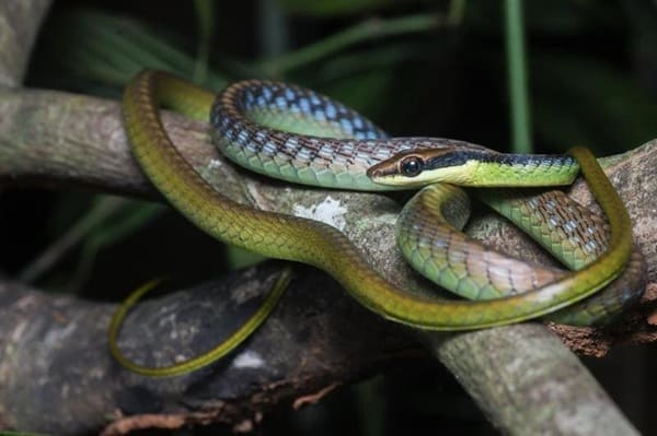 জলপাইরঙা বেত আঁচড়া সাপ Wall's Bronzeback Tree Snake