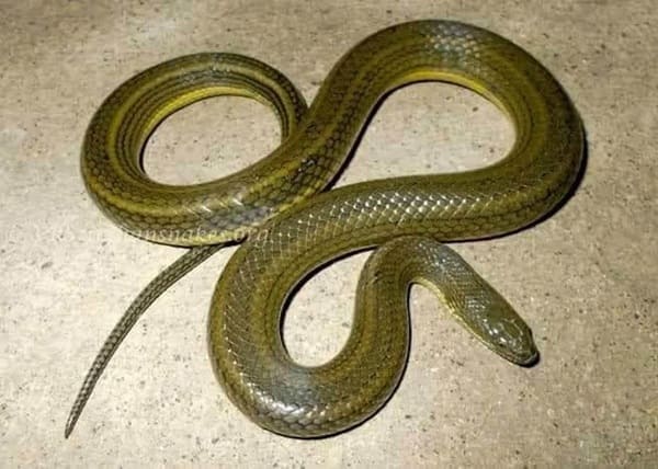 Smooth Scaled water snake মেটে সাপ