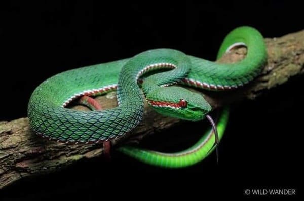 পপের লাল ফিতে সবুজবোড়া Pope's pit viper