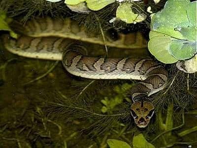 Puff-faced water snake মুখোসি পাইন্না সাপ