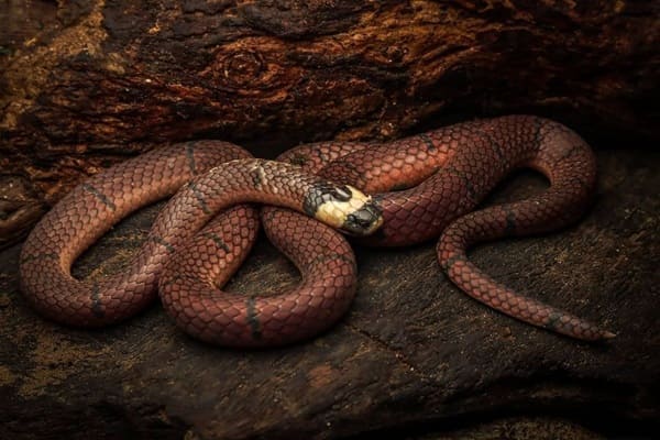 ম্যাকক্লেল্যান্ডের প্রবাল সাপ MacClelland's coral snake