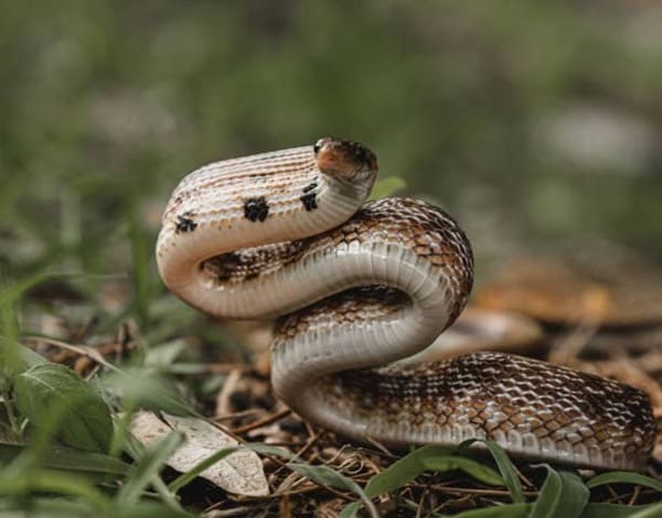 পাতি দুধরাজ সাপ Common Trinket Snake