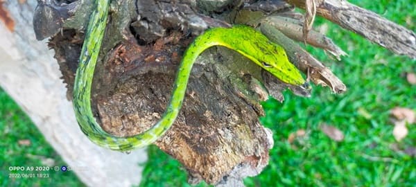 Variable Colored vine snake লাউডগা