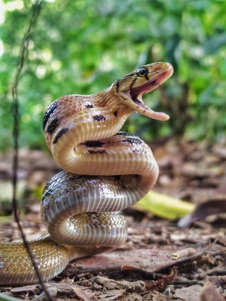 তামাটে মাথা দুধরাজ সাপ Copper Headed Trinket Snake