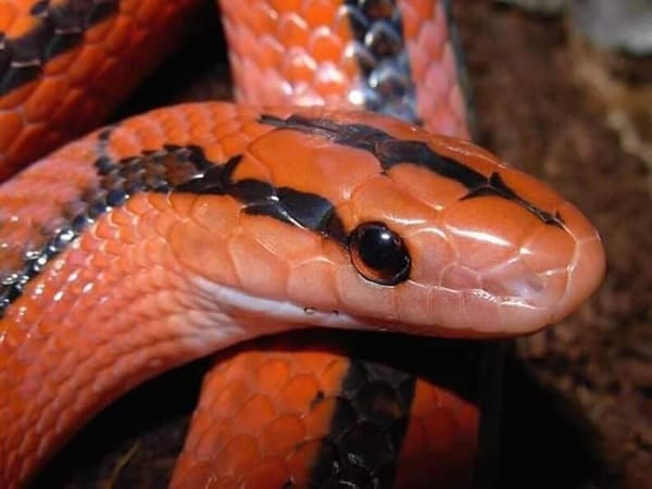 লাল দুধরাজ সাপ Banded Trinket Snake