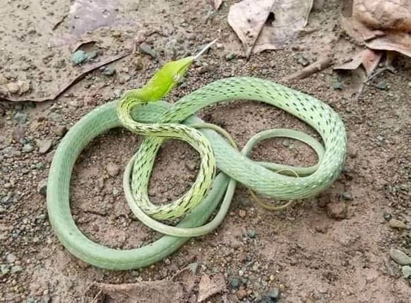 Yellow Whip Snake লাউডগা