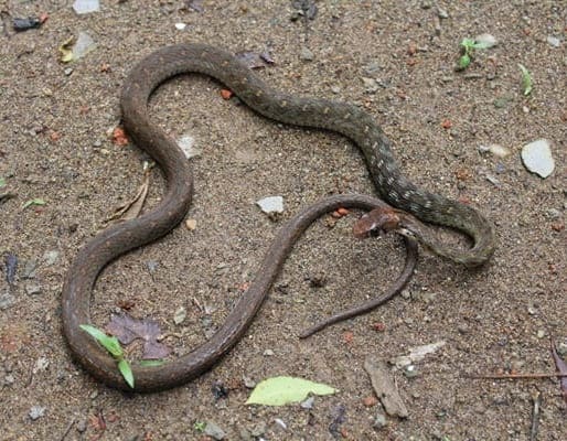 বিন্দি কিলব্যাক Bindee Keelback