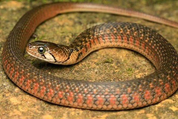 জলঢোঁড়া সাপ Checkered Keelback Snake