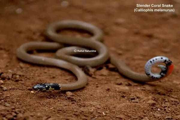 সরু প্রবাল সাপ Slender Coral Snake