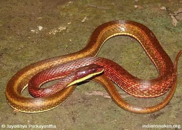 চিত্রিত ঢোঁড়া সাপ Painted Keelback Snake