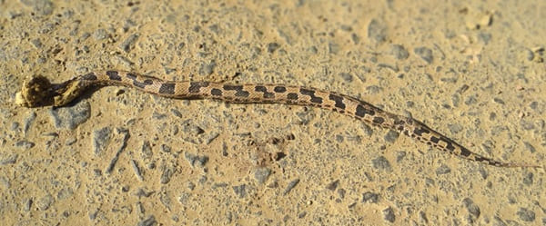 পাহাড়ি বোড়া Mountain Pit Viper