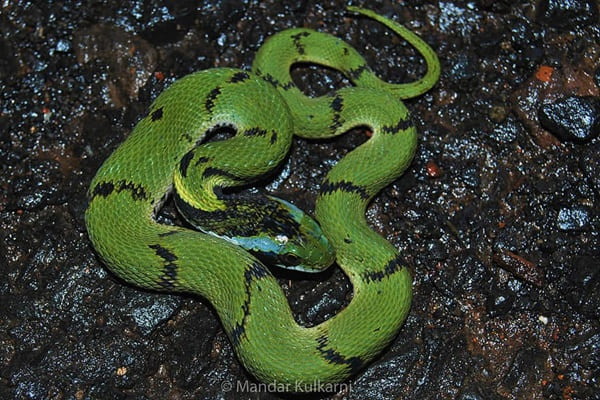 সবুজ ঢোঁড়া সাপ Green Keelback Snake