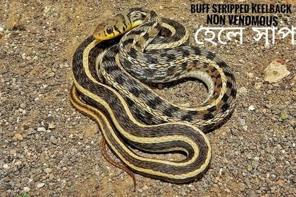 হেলে সাপ Buff Striped Keelback Snake