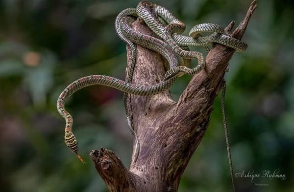 কাল নাগিনী Ornate flying snake