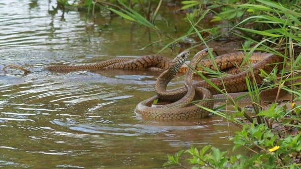 দাঁড়াশ সাপ Rat Snake