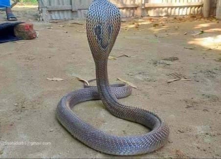 খৈয়া গোখরা Spectacled Cobra