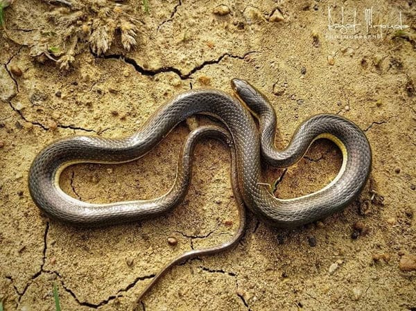 জলপাইরঙা মেটে সাপ Olive Keelback Snake