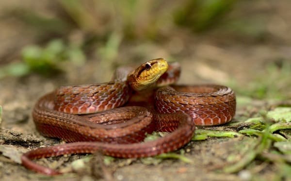 সাইবোল্ডের মেটে সাপ Siebold's Keelback Snake