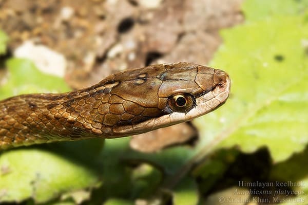 হিমালয়ী মেটে সাপ Himalayan Keelback