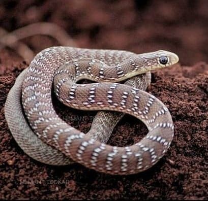 ক্ষেতমেটে Banded racer