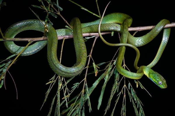 Green Cat snake সবুজ ফণিমনসা