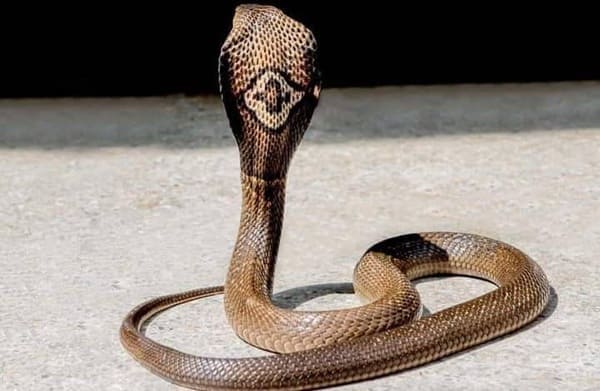 পদ্ম গোখরা Monocled Cobra