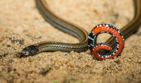 উদয়কাল সাপ kukri snake