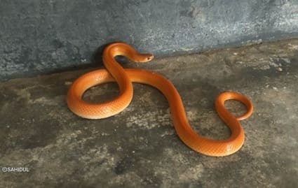 কমলাবতী সাপ Red coral Kukri snake