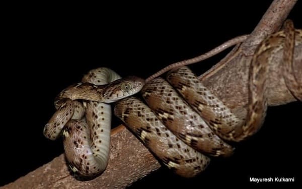 Common Indian cat snake পাতি ফণিমনসা