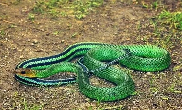 সবুজ দাঁড়াশ সাপ Green Rat Snake