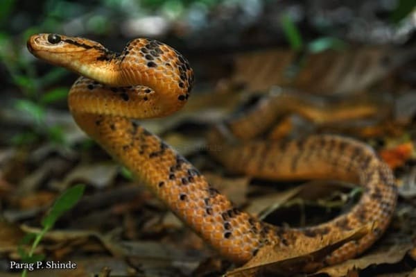 আসামি শামুক খোর সাপ Assam snail eater snake