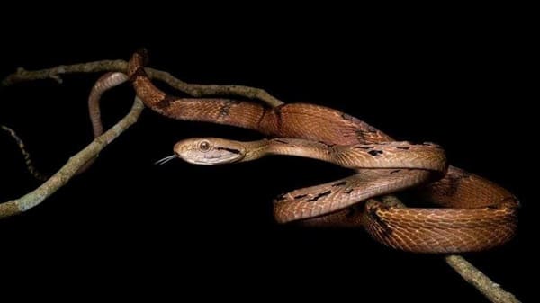 Dog-toothed cat snake বাংলার ফণিমনসা