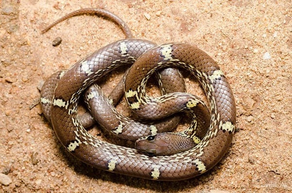 পাতি ঘরগিন্নি সাপ Common Wolf Snake