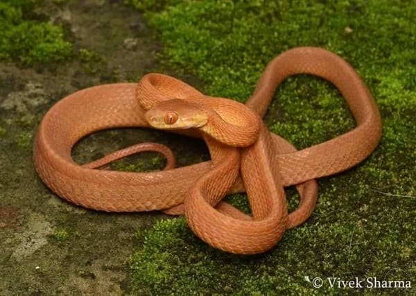 Tawny Cat Snake খয়েরী ফণিমনসা