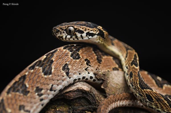 Eastern Cat Snake পূবের ফণিমনসা