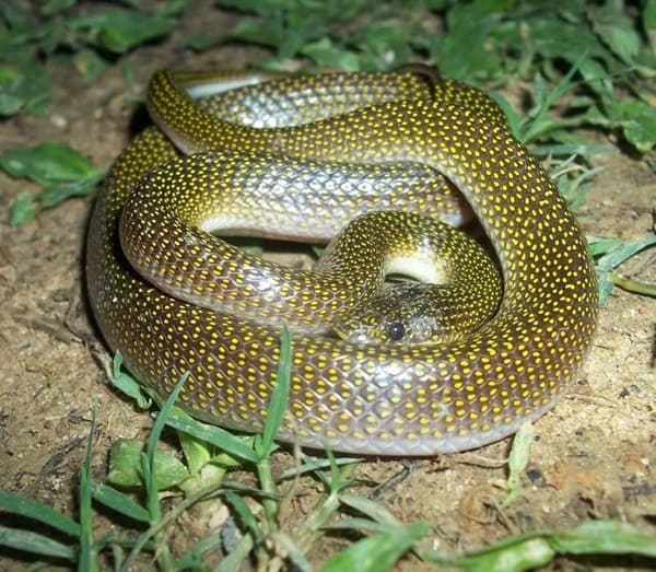 হলুদ-ছাপ ঘরগিন্নি সাপ Twin Spotted Wolf Snake