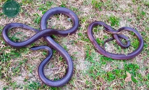 ছোট কৃষ্ণকালাচ Lesser black krait