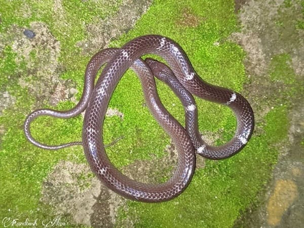 জাউয়ের ঘরগিন্নি সাপ Zaw's Wolf Snake