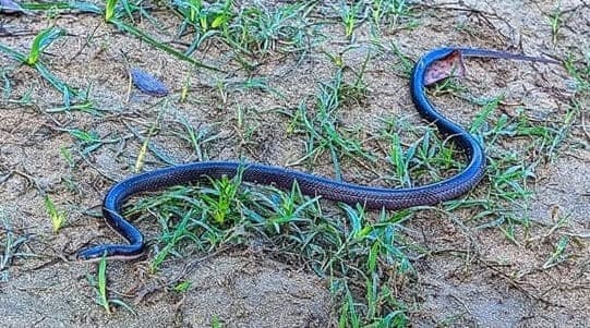 Greater black krait বড় কৃষ্ণকালাচ