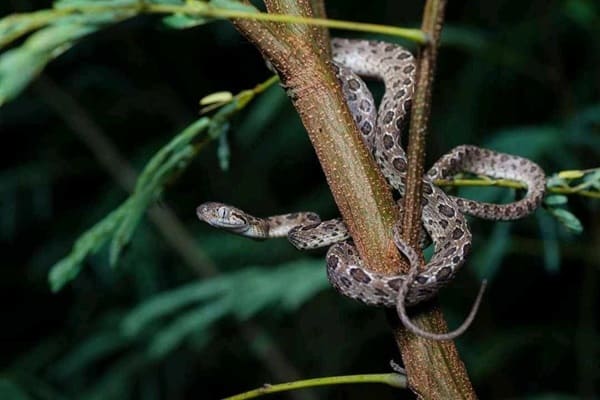 Marbled Cat Snake চিত্রিত ফণিমনসা