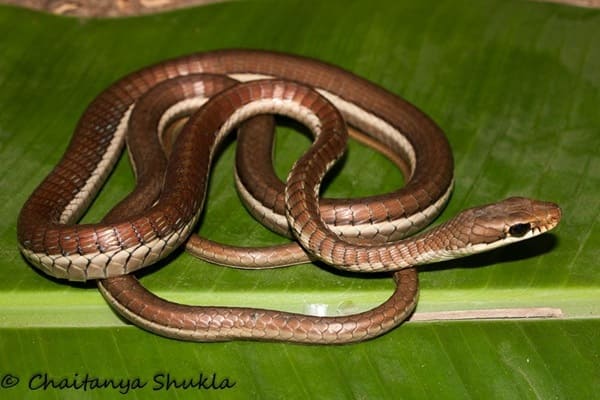 পাতি বেত আচড়া সাপ Common Bronzeback Tree Snake