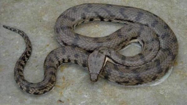 Dog-faced water snake নোনাবোড়া