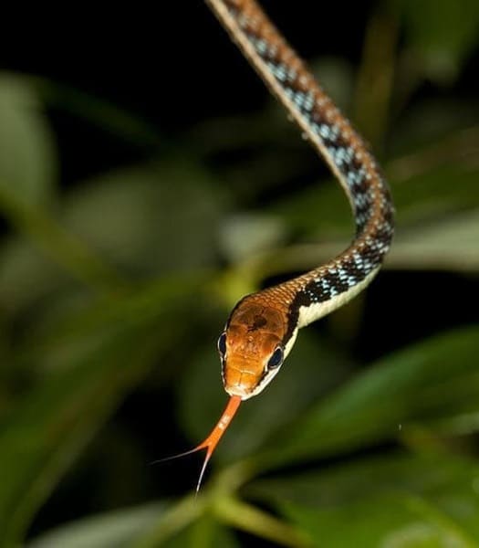 চিত্রিত বেত আচড়া সাপ Eastern Bronzeback Tree Snake